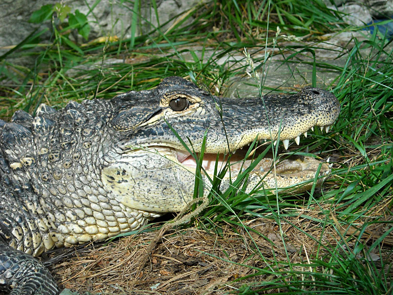 One of the alligators at GarLyn Zoo
