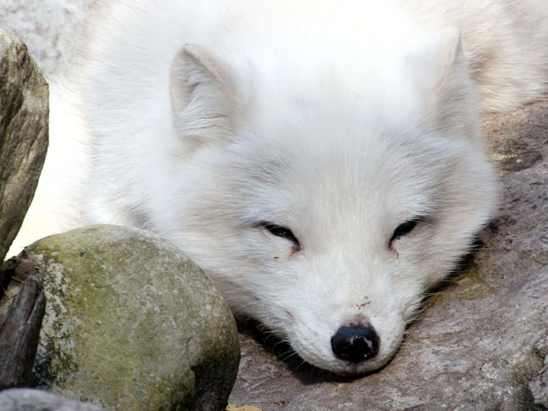 Arctic Fox at GarLyn Zoo