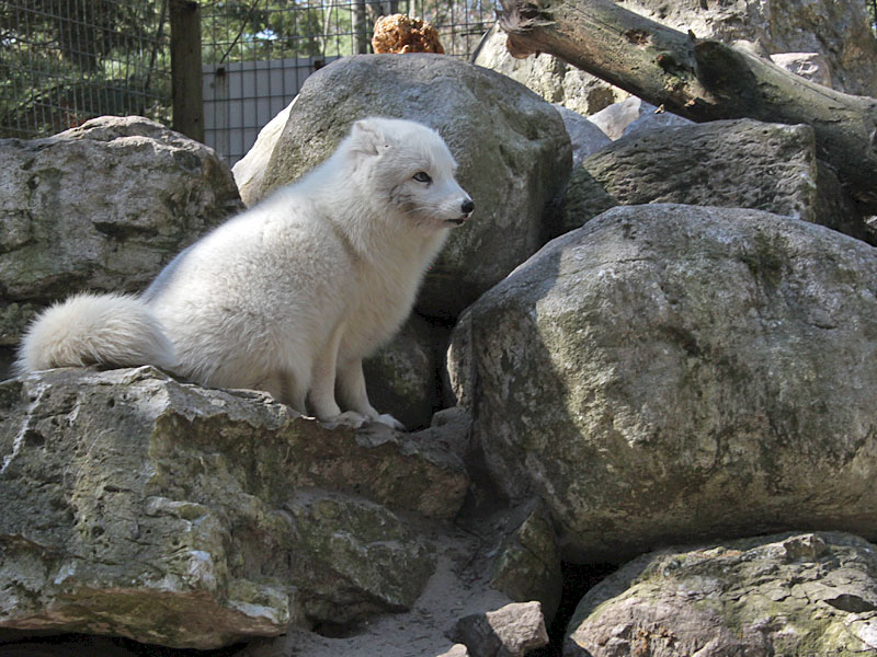 Arctic Fox at GarLyn Zoo