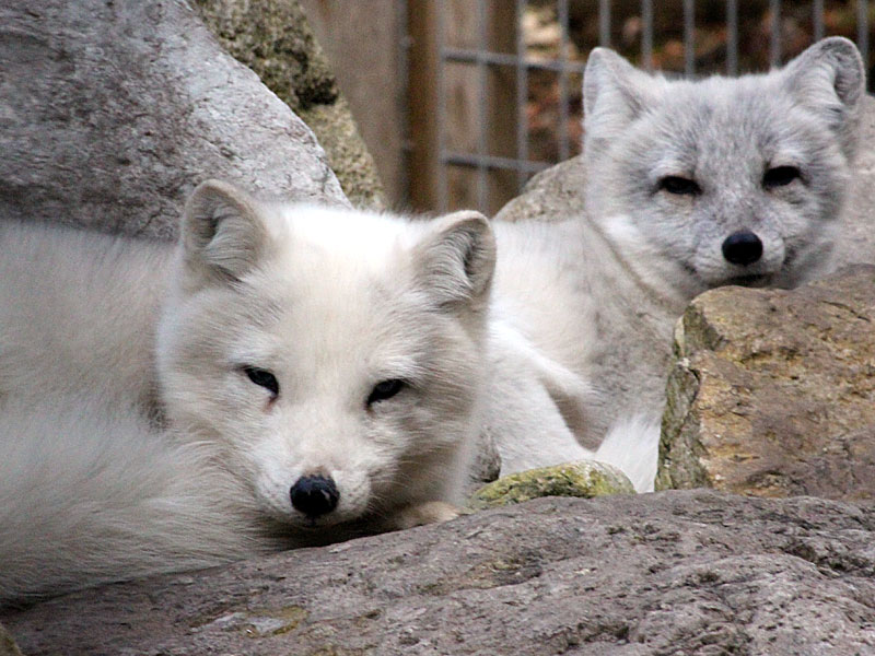Arctic Fox Pair at GarLyn Zoo