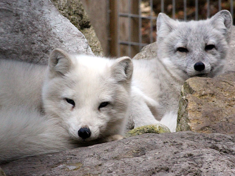 Click to enlarge Arctic Fox Pair at GarLyn Zoo