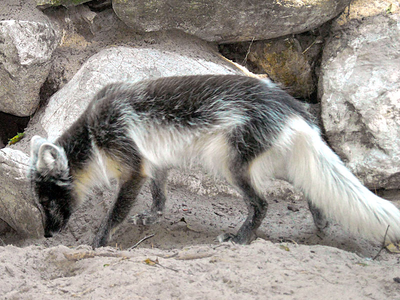  Arctic Fox in Summer Color at GarLyn Zoo