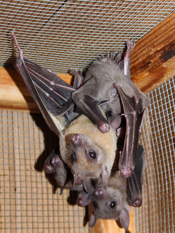 African or Egyptian Fruit Bats at GarLyn Zoo