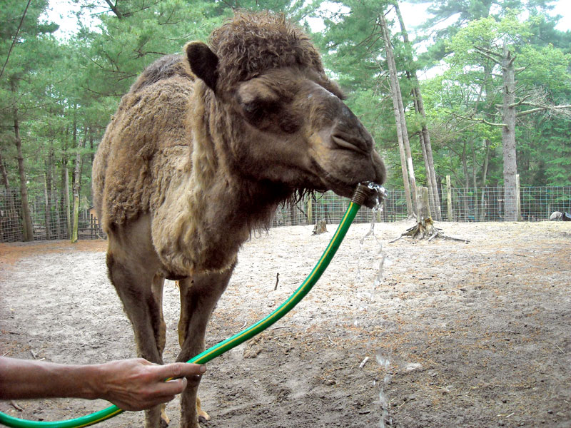  Dromedary Camel at GarLyn Zoo
