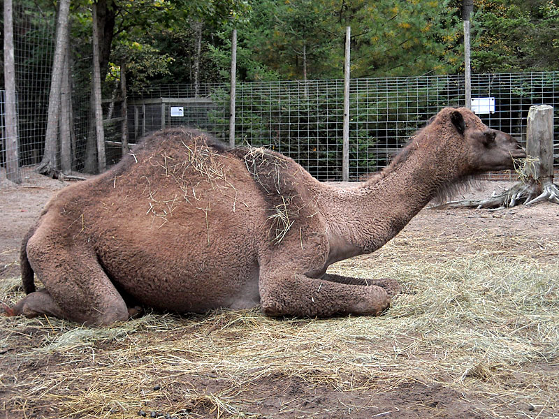 Click to enlarge Dromedary Camel at GarLyn Zoo