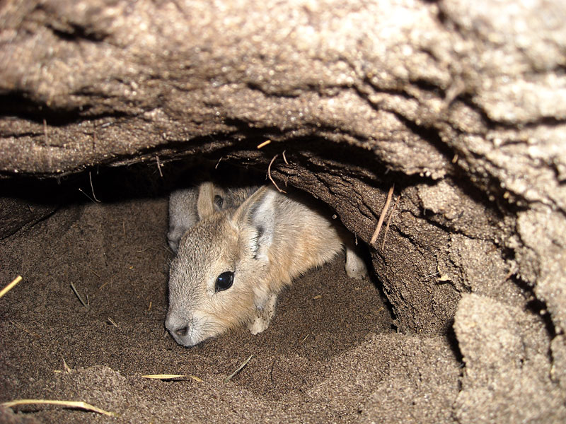  Patagonian Cavy or Mara babies in burrow at GarLyn Zoo
