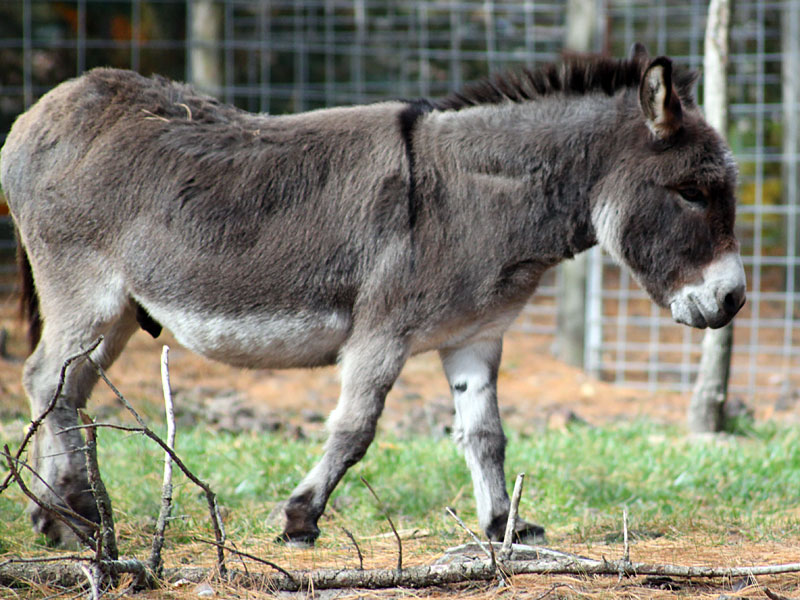  Miniature Donkey at GarLyn Zoo