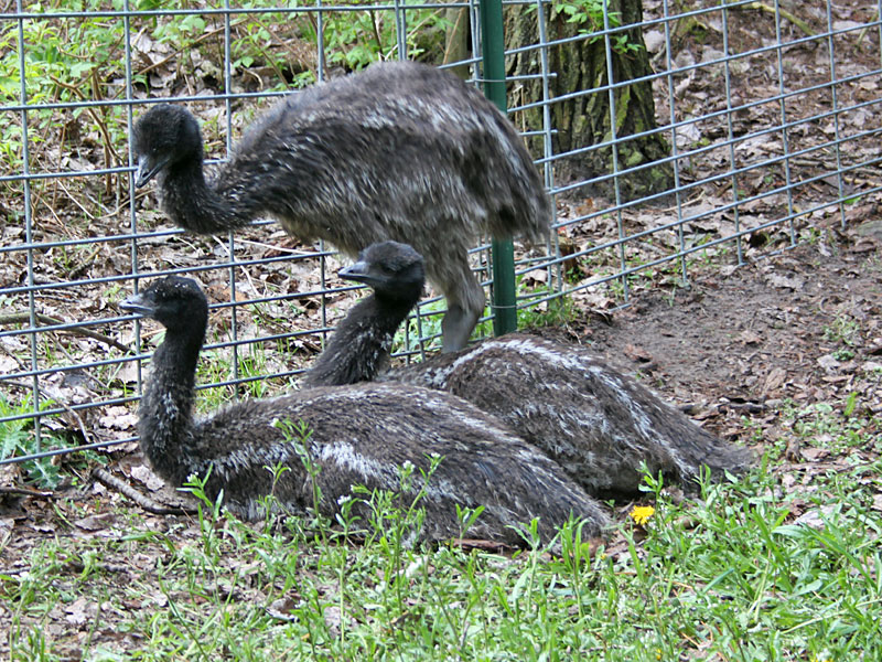  3 young emu at GarLyn Zoo