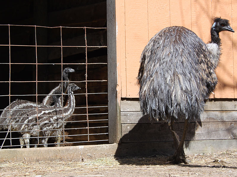  Emu and babies at GarLyn Zoo