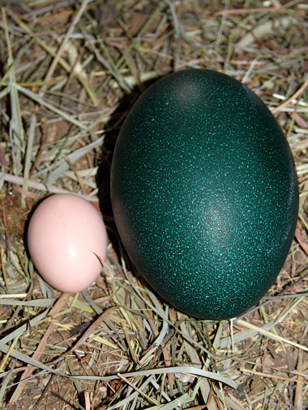Compare Emu and Chicken Egg at GarLyn Zoo