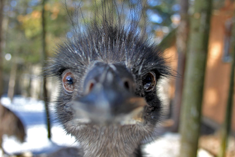  Emu face at GarLyn Zoo