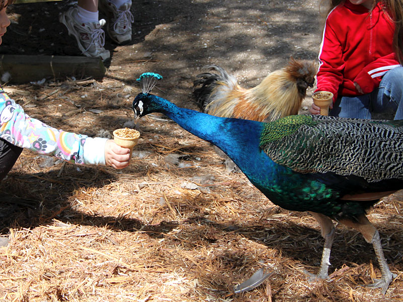  Feeding Peacock at GarLyn Zoo