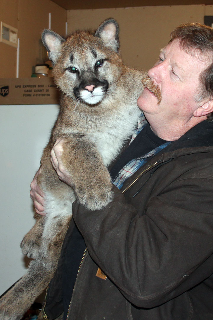 Click to enlarge Cougar, Puma, Panther or Mountain Lion at GarLyn Zoo