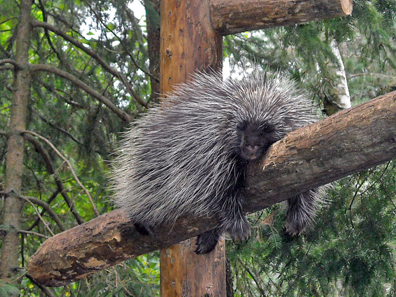  Porcupine at GarLyn Zoo