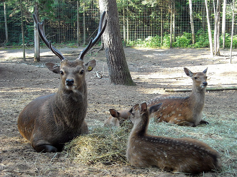  Sika Deer at GarLyn Zoo