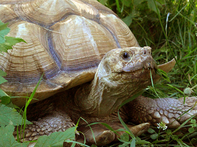 African Spurred Tortoise at GarLyn Zoo