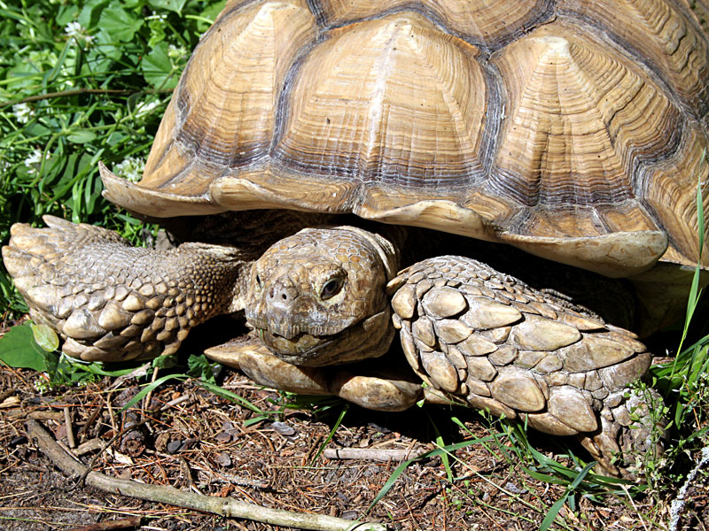  Tortoise at GarLyn Zoo