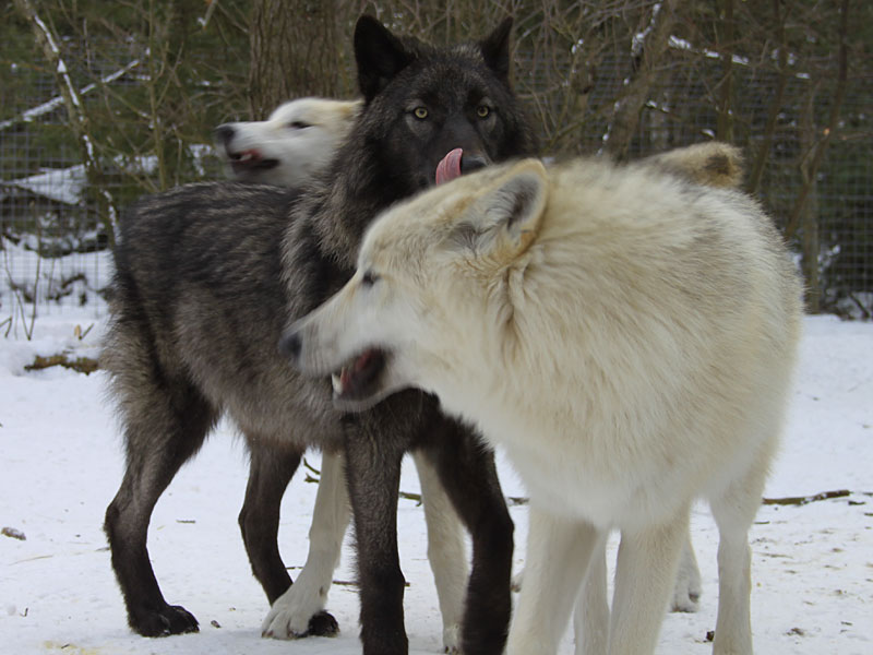 Ozzy , Kid Rocket, and Ziggy Pup the 3 Wolves at GarLyn Zoo
