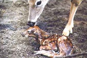 Newborn whitetail deer only minutes old