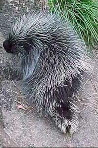 Young porcupine on the ground
